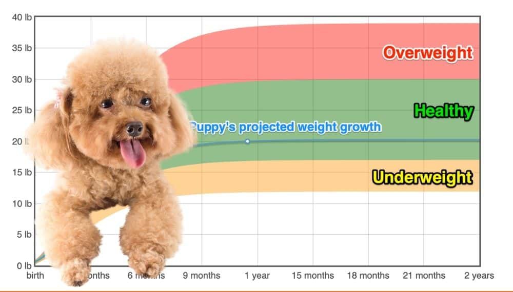 Toy Poodle Weight+Growth Chart 2024 How Heavy Will My Toy Poodle